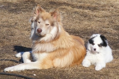 Cash the Coydog is laying outside in dead grass with a white and black Border Collie puppy