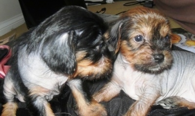 Close Up - Two Crested Cavalier Puppies sitting on gray fabric