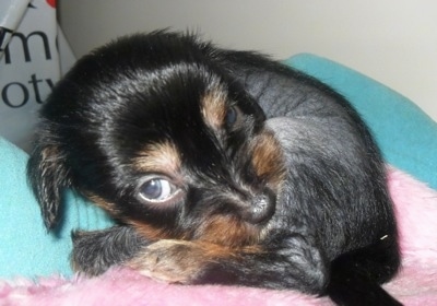 Close Up - Crested Cavalier puppy is laying down curled in a ball on a pink blanket and a teal blanket