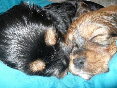 Close Up - Two Crested Cavalier puppies are sleeping on a teal-blue blanket