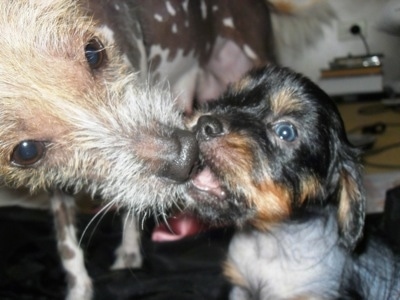Close Up - Hairless Crested Cavalier puppy with his mouth on the nose of a Chinese Crested hairless dog