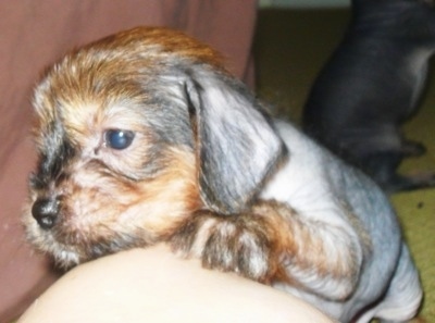 Close Up - A Crested Cavalier puppy is sitting on a carpet he has one paw on the leg of a person. There is another Crested Cavalier Puppy in the background