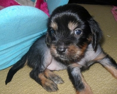 Close Up - Crested Cavalier puppy is sitting against a teal blue flower shaped pillow and looking at the camera holder