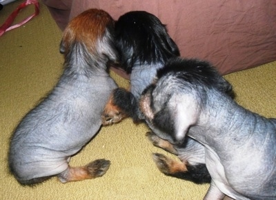 Close Up - Three Crested Cavalier Puppies are huddling together in front of a brown bean bag chair