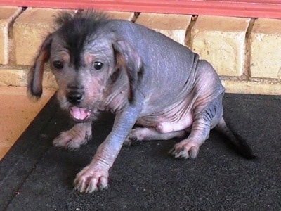 A hairless Crested Cavalier puppy is outside sitting on a black door mat in front of a tan brick step with his mouth open and looking toward the camera holder