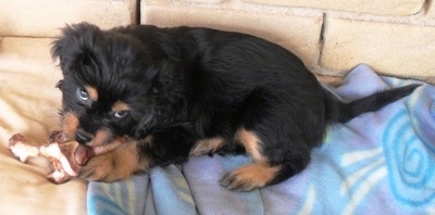 A Crested Cavalier puppy is laying on a blanket and chewing on a dog bone toy with a yellow brick wall behind it