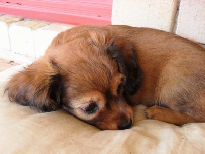 A brown coated Crested Cavalier puppy is laying down outside on a dog bed
