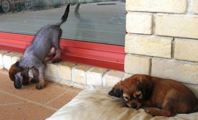 One hairless Crested Cavalier puppy is stepping off of a window sill and the other brown coated Crested Cavalier puppy is laying down on a dog bed in front of a yellow brick wall