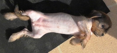 Hairless Crested Cavalier Puppy is laying on its back belly-up on an outside rug