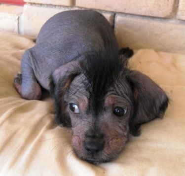 Crested Cavalier puppy is laying down on a tan pillow in front of a tan brick wall