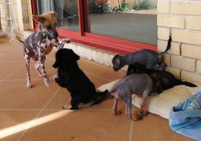 One Crested Cavalier puppy is playing with a Chinese Crested hairless dog, another Crested Cavalier puppy is laying on a pillow in front of a tan brick wall, another Crested Cavalier puppy is walking behind that puppy and another Crested Cavalier puppy is sniffing the Crested Cavalier puppy on a pillow