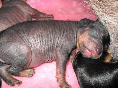 Close Up - Newborn hairless Crested Cavalier puppy laying on a pink blanket next to two other Crested Cavalier puppies