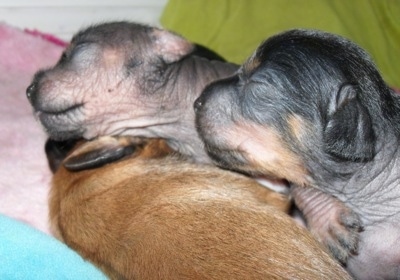 Two newborn gray hairless Crested Cavalier puppies are sleeping across a brown coated newborn Crested Cavalier puppy