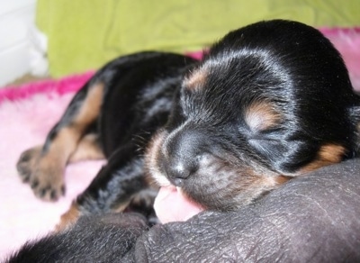 Newborn black and tan coated Crested Cavalier puppy with its tongue sticking out is sleeping on the body of a hairless gray newborn Crested Cavalier puppy 