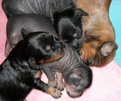 Four newborn Crested Cavalier puppies are sleeping in a pile on a half pink and half blue blanket