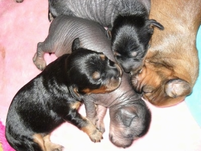 A litter of four newborn Crested Cavalier puppies are laying on a pink and blue blanket