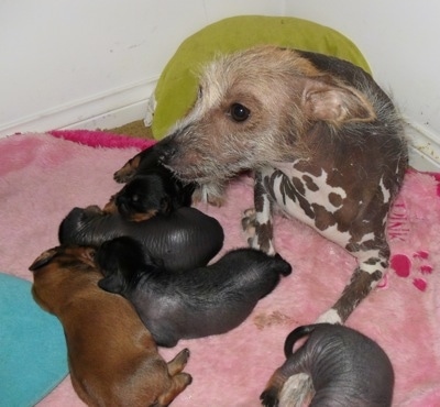 Five Newborn Crested Cavalier puppies are sleeping on a pink blanket with the Chinese Crested hairless dog mother that is looking to the left