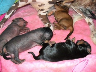 Close Up - Four Newborn Crested Cavalier Puppies laying near the Chinese Crested hairless dog dam on top of a pink blanket