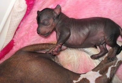 Newborn Crested Cavalier puppy is sleeping on a pink blanket behind the Chinese Crested hairless dog