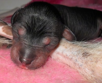 Close Up - Newborn Crested Cavalier puppy is sleeping on the leg of the Chinese Crested Hairless Dog