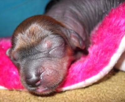Close Up - Newborn Crested Cavalier Puppy is sleeping on the edge of a hop pink blanket