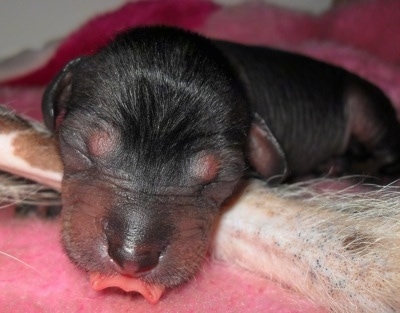 Newborn Crested Cavalier puppy with its tongue sticking out is sleeping on the leg of the Chinese Crested Hairless Dog