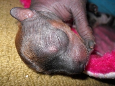 Newborn Crested Cavalier Puppy is sleeping partially on an olive green rug and mostly on a hot pink blanket