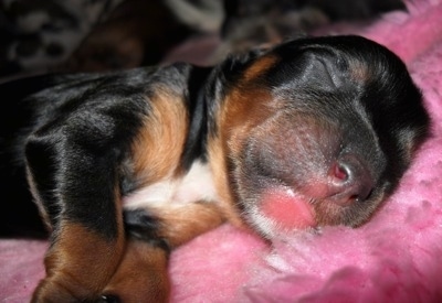Newborn Crested Cavalier Puppy is sleeping on a pink blanket