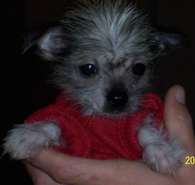 PeeWee the Crested Peke puppy is wearing a red knit sweater in the hands of a person and being held up in the air