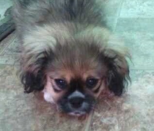 Tambuchi the Crested Peke Puppy is laying on a brown tiled floor and looking towards the camera holder