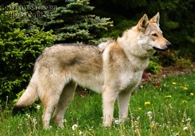 Raksha the Czechoslovakian Wolfdog is standing outside in a lawn full of dandelions with evergreen trees behind her.