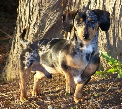 Buddy the silver dapple tweenie Dachshund is standing in front of a large tree. Its front left paw is in the air