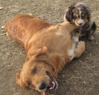 A Golden Cocker Retriever is laying on its left side outside on the ground with its mouth open biting at a rope. There is a black, tan, gray and white puppy sitting next to the dog.