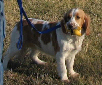 A white and Golden Cocker Retriever is standing in a field while on a leash with a plush toy in its mouth