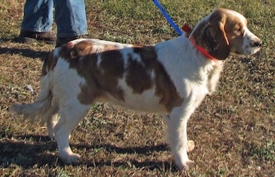 Right profile - A white and Golden Cocker Retriever is on a leash while standing in a field with a person behind it
