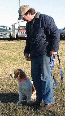A person is standing next to a white and Golden Cocker Retriever looking down at the dog outside in a field with old pick-up trucks and a building behind them in the distance.