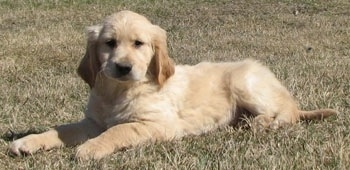 A cream Golden Cocker Retriever puppy is laying outside in grass.