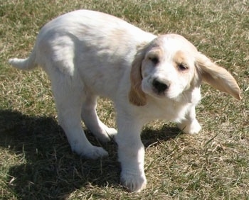 A white with cream Golden Cocker Retriever puppy is standing in grass shaking its head with its ear flopping out