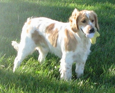 A white with Golden Cocker Retriever is standing in a grassy field with a plush toy in its mouth