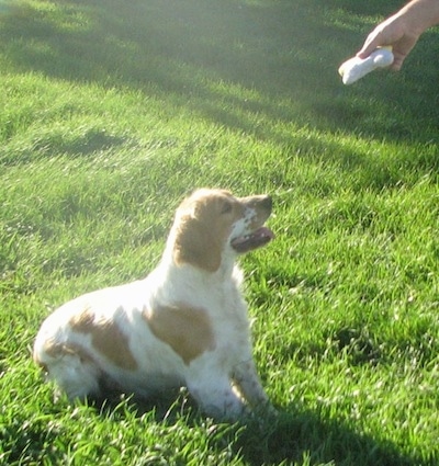 A white with Golden Cocker Retriever is sitting in a field with its mouth open and tongue out. A hand is holding a toy over its head