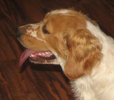 Close Up side view  head shot - A white with Golden Cocker Retriever is sitting on a hardwood floor panting.