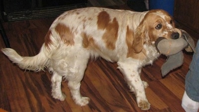 A white with Golden Cocker Retriever is standing on a hardwood floor. It has a toy in its mouth. 