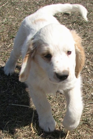 A white with cream Golden Cocker Retriever puppy is trotting through a field