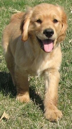 A Golden Cocker Retriever is walking around a yard. Its mouth is open and tongue is out and it looks happy.
