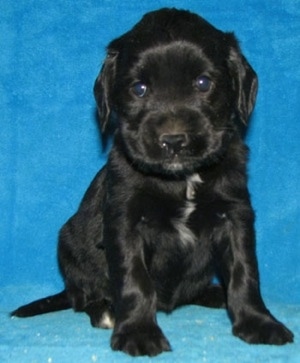 A little black with white Golden Cocker Retriever is sitting against a blue backdrop.