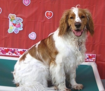 A white and Golden Cocker Retriever is sitting on a green and white platform. There is a red backdrop behind it with valentine hearts all over it.