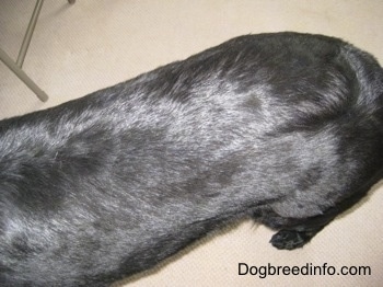 The back end of a black Shepherd dog with a shiny coat standing on a tiled floor