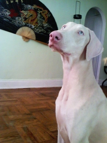 Vera the white Doberman Pinscher is sitting in a living room with a large fan with a dragon on it on the wall in the background