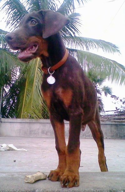 Caesar the brown and tan Doberman Pinscher puppy is standing on a roof with a stone wall around the edges next to a rawhide dog bone toy. His mouth is open and he is looking to the left
