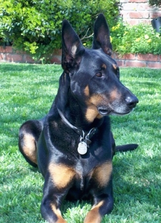 Cairo the Doberman Shepherd is laying outside in green grass a yard and looking to the right. There is a brick wall behind him.